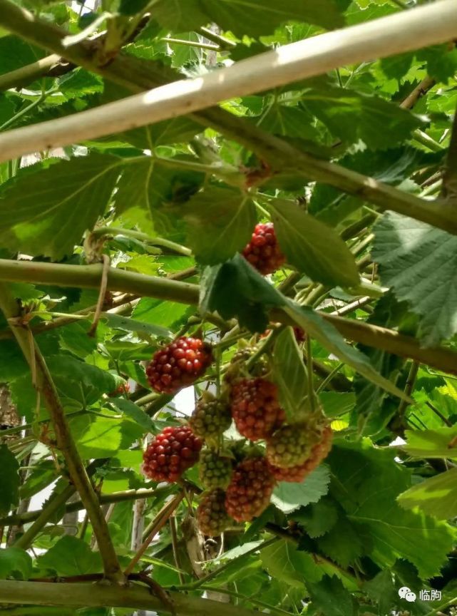 临朐印记高洪刚黑树莓