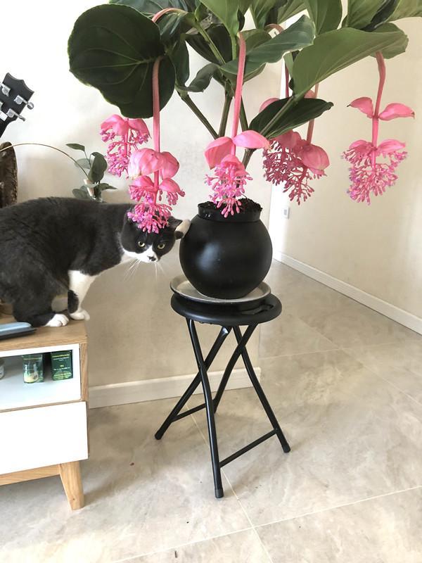 新兴的室内观花植物 流传到中国成为 网红 植物 知道叫什么吗 发财树 吊兰 盆栽 宝莲灯花