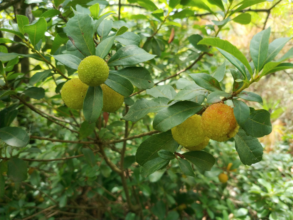 夏日里摘野杨梅煮酸梅汤泡杨梅酒是很多昆明人喜欢做的事