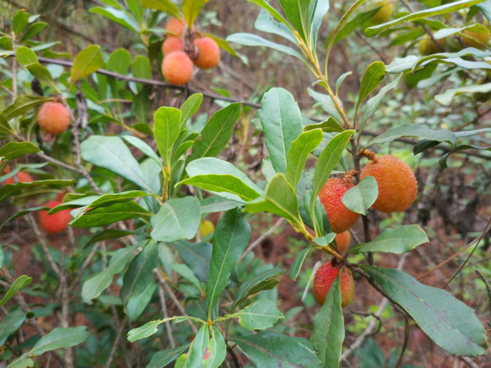 夏日里摘野杨梅煮酸梅汤泡杨梅酒是很多昆明人喜欢做的事