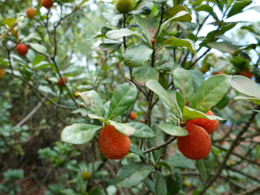 夏日里摘野杨梅煮酸梅汤泡杨梅酒是很多昆明人喜欢做的事