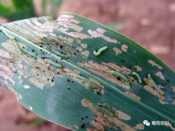 甜菜夜蛾俗称青虫,黑头虫,是一种杂食性害虫,可危害玉米,棉花,甜菜