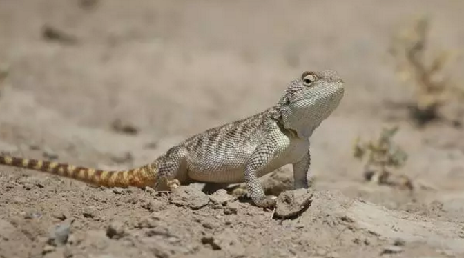 它的名字叫绻尾沙蜥