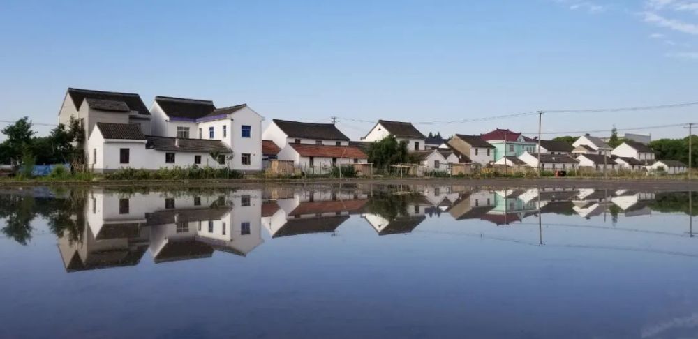 松江的这个镇攒够了四季邀您共赏