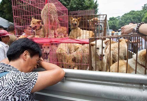 玉林狗肉节如期而至,狗肉之争又被推到风口浪尖,该不该吃狗肉呢