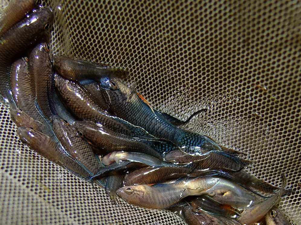 水沟一种古老小鱼,生性好斗,儿时常抓回来养,如今5元一条