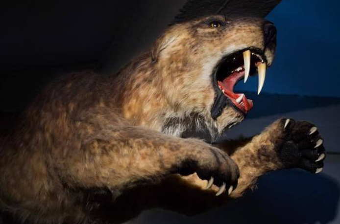 剑齿虎是如何走向灭绝的绝非偶然看完总算清楚了