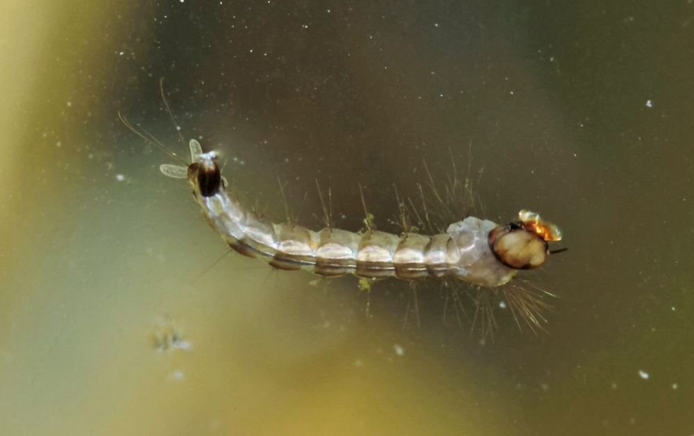 图为:白纹伊蚊幼虫现在我们对于治理蚊子有一些比较保守的方法,那就是