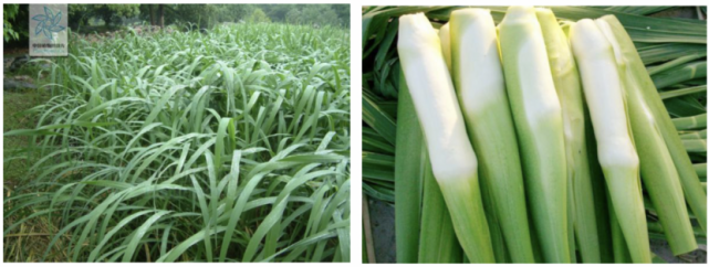 图1:菰的叶子(来源:中国植物图像库) 图2:茭白(来源:百度百科)