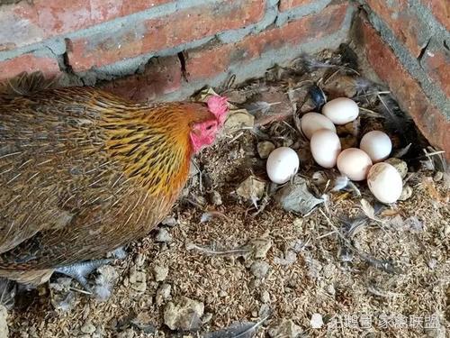 土鸡|不用喂药，这两个土方法可以显著提高土鸡产蛋量，一天产两个蛋