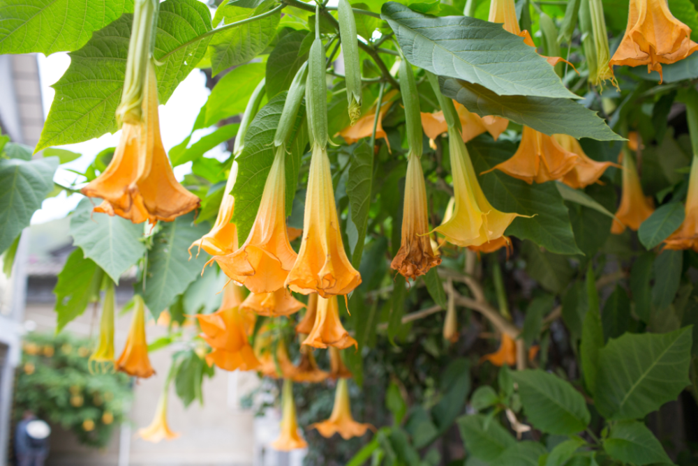 【注意】18岁女孩中了"情花"毒?这些有毒要看清……_腾讯新闻