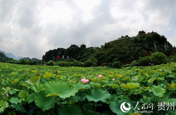 遵义红花岗区金鼎山下:莲池的荷花开了 后庄的蓝莓熟了_腾讯新闻