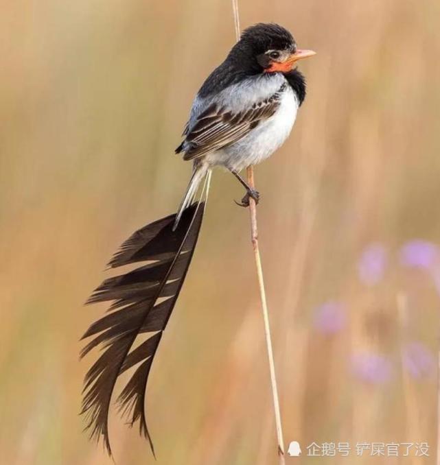 外貌奇特的5种生物 海兔子比陆地上的兔子还可爱 第三好想扯它 腾讯网