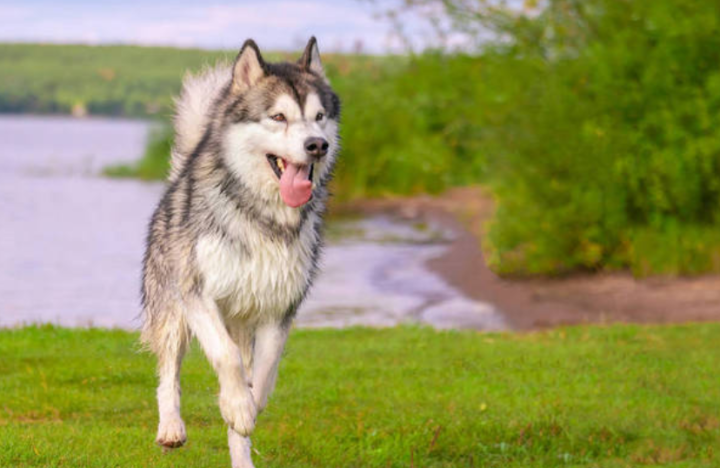 成年狗会被尿憋死吗