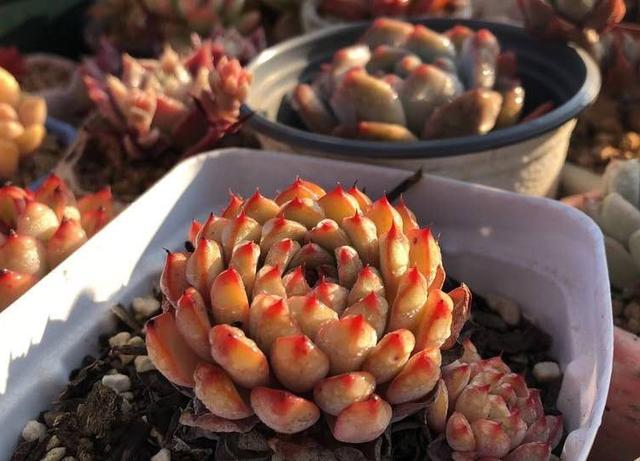 多肉植物可不可以淋雨 淋雨后应该注意什么怎么做 来看看不吃亏 多肉