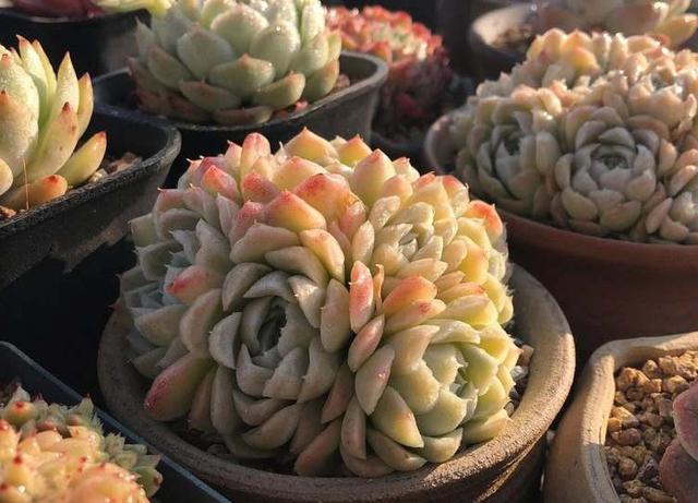 多肉植物可不可以淋雨 淋雨后应该注意什么怎么做 来看看不吃亏 多肉