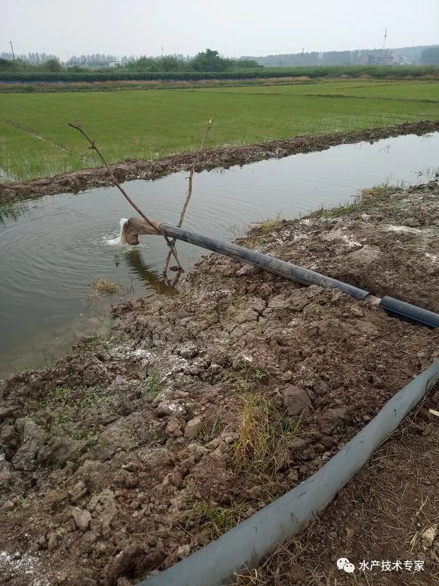 不挖环沟的稻虾田与挖环沟的稻虾田养小龙虾各自的优缺点对比分析