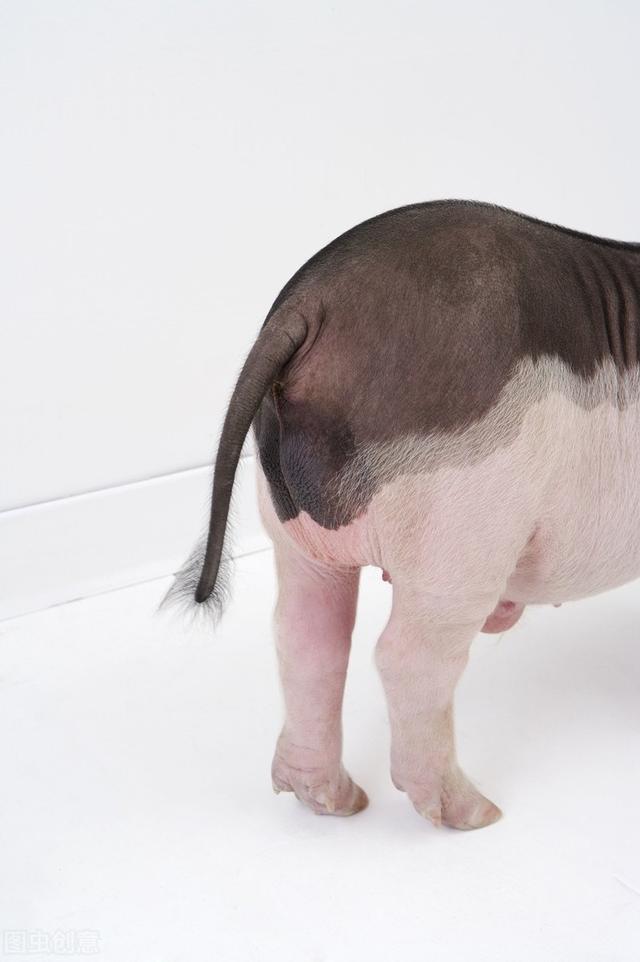 关注猪尾巴翘起:咬尾可能要开始