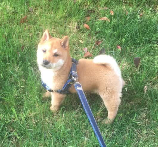 这货你卖我5500 虽然真的很可爱 但真的只值一百块钱 腾讯新闻