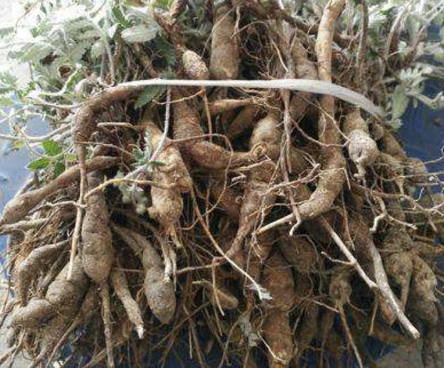 山上的1种"叶下白",根茎比人参奇特,以往常被铲掉,如今珍贵