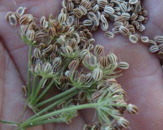 和《本草纲目》记载,蛇床有着较高的药用价值,蛇床的果实被称为"