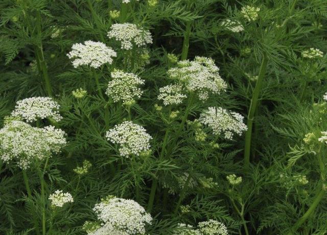 被忽视的"1种野草",人称"蛇床",结出的果子值钱,请珍惜!