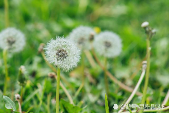 6月25日星座运势 白羊明确目标 狮子激发潜质 摩羯冲破束缚 腾讯网