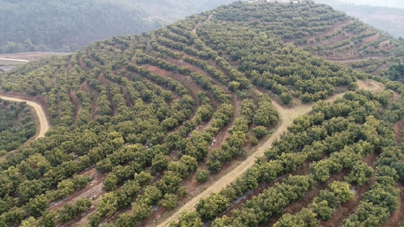 用5年的时间推广种植牛油果10万亩以上,实现销售收入突破50亿元以上