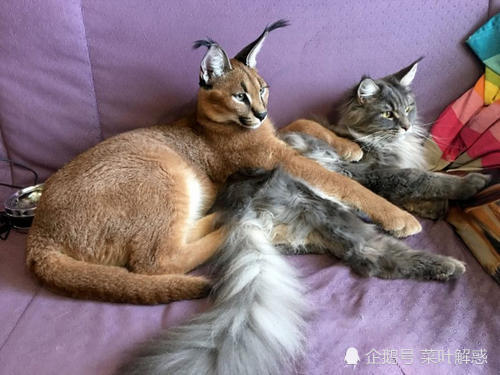 狞猫通常被称为沙漠猞猁,猞猁和狞猫哪个厉害?_腾讯新闻