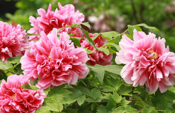 新手养花就养一盆"酒醉杨妃",花大色艳,耐寒耐旱,适合盆栽养