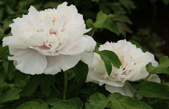 新手养花不如养一盆"香玉",洁白如玉,香味浓郁,适合盆栽养