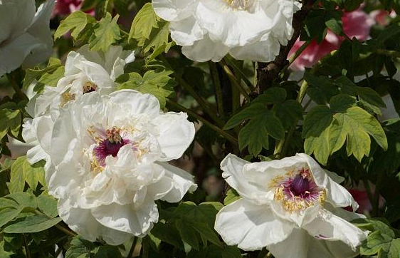 新手养花不如养一盆"香玉",洁白如玉,香味浓郁,适合盆栽养