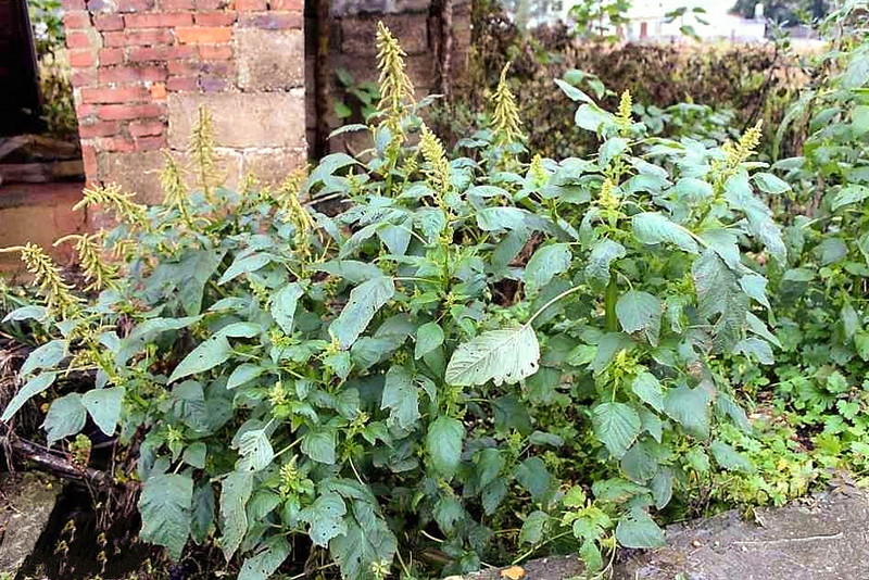 此菜自带清香钙铁含量极高每个人都见过却少人知其功效