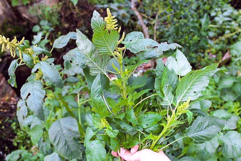 野菜的青菜味道,吃起来口感软滑细腻,清新可口,食用后还会满口有余香