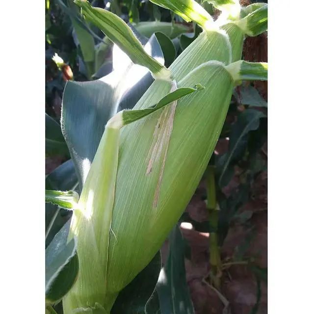 三,口感出众,超越传统玉米"农科糯336"除了具有棒子大,产量高,卖相好