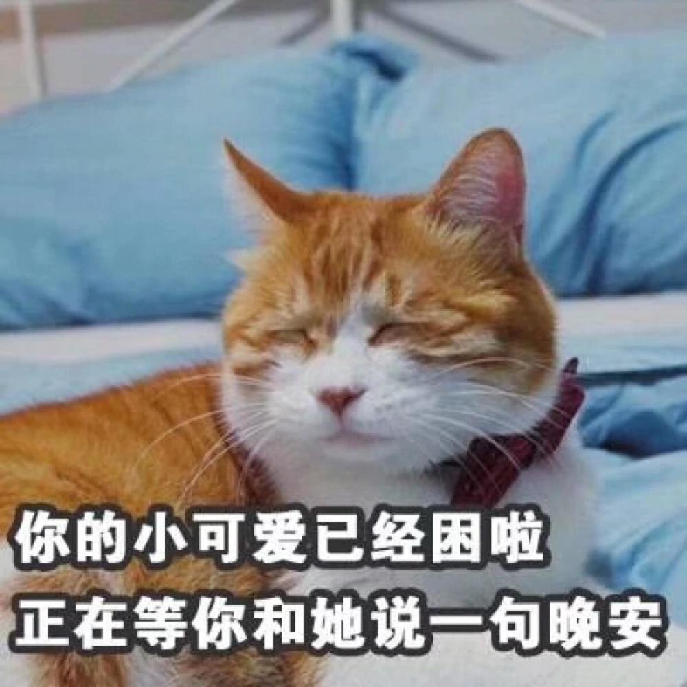 可爱萌宠表情包 小甜甜来袭