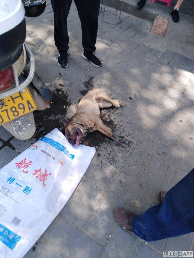 小编为大家搜寻到这张图片,万一自己或者身边亲朋好友的孩子被猫狗咬