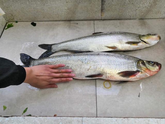 从食性上来看,翘嘴鱼除了会攻击吞食各类小鱼小虾外