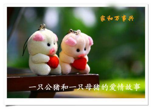 两只小猪的爱情故事_腾讯新闻