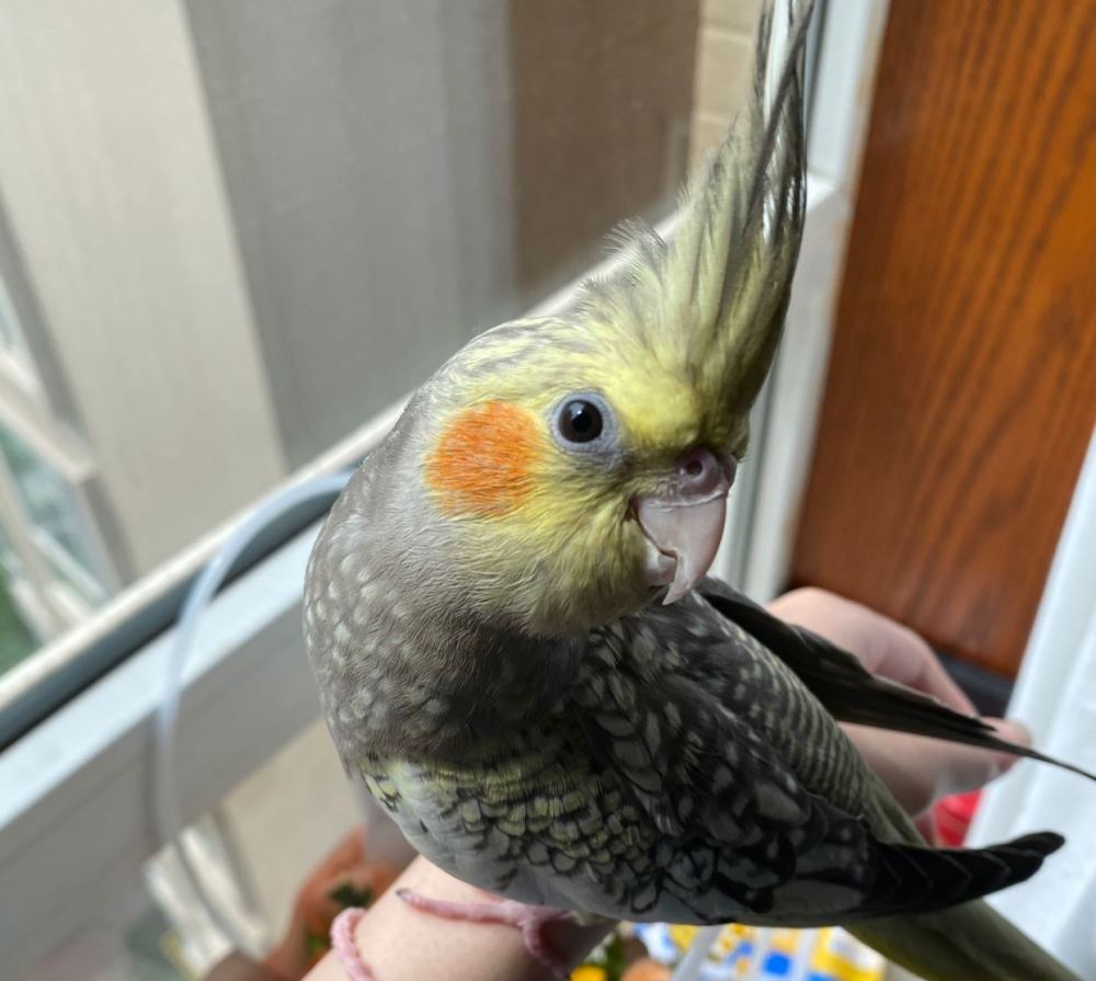 玄凤鹦鹉是否值得入手了解玄凤鹦鹉的优缺点再决定