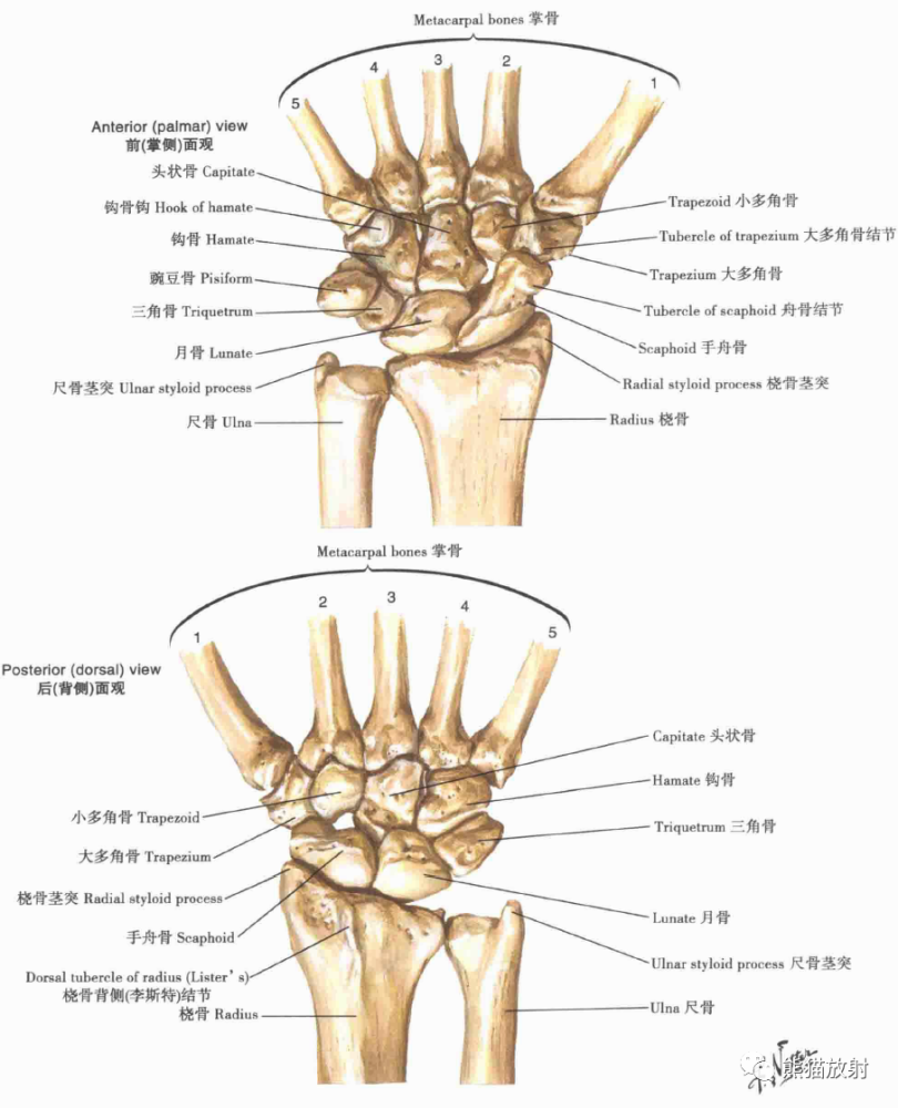 腕关节的运动腕关节的韧带腕骨和手骨腕和手:x线成像肘关节:x线成像肩