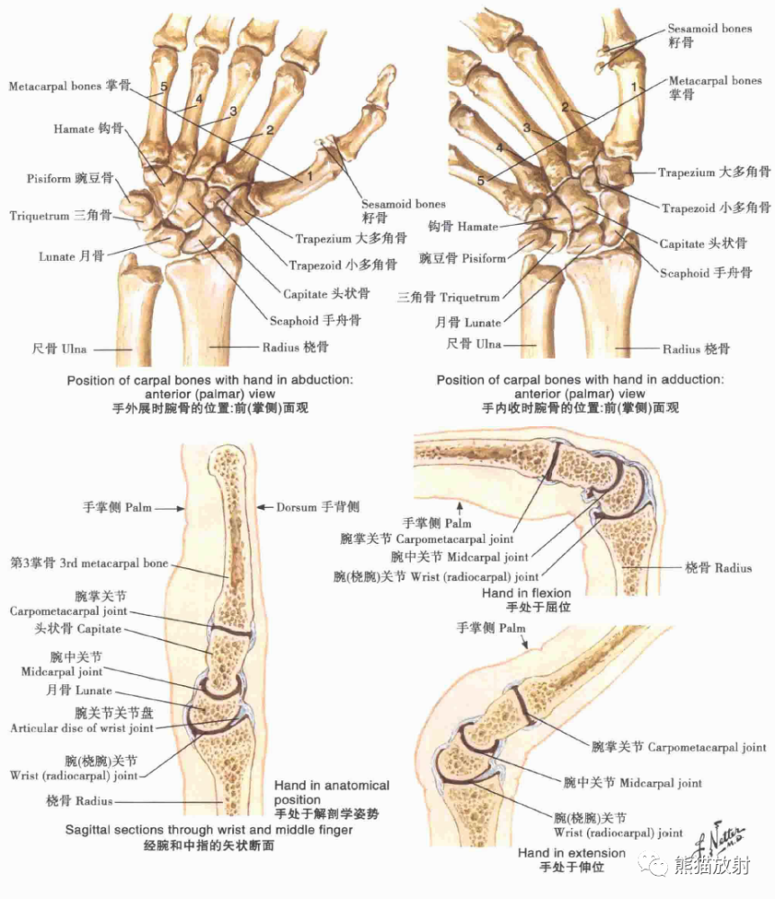 腕关节的韧带腕骨和手骨腕和手:x线成像肘关节:x线成像肩关节mri,ct和