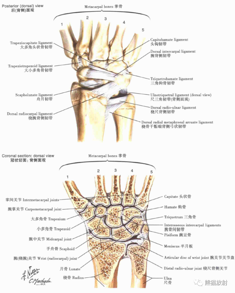 腕骨和手骨腕和手:x线成像肘关节:x线成像肩关节mri,ct和关节成像上肢