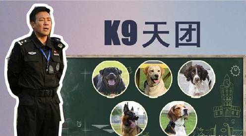 边牧不适合做警犬的原因竟然是 腾讯网