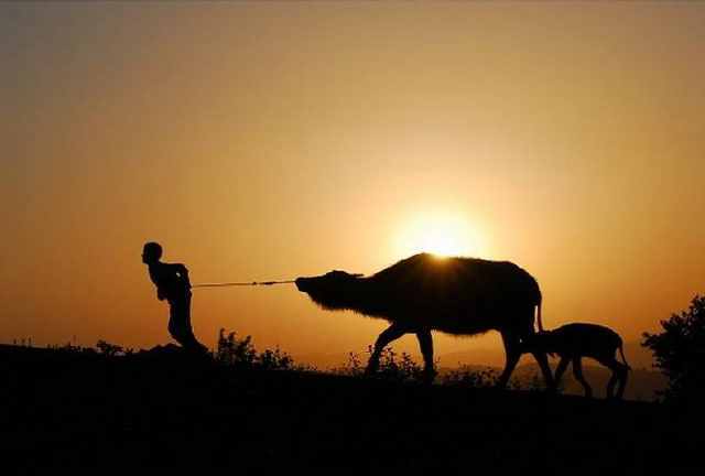 放牛暮归放牧,割草时期的青春虽然清苦,但是,我们却是非常的快乐,心里