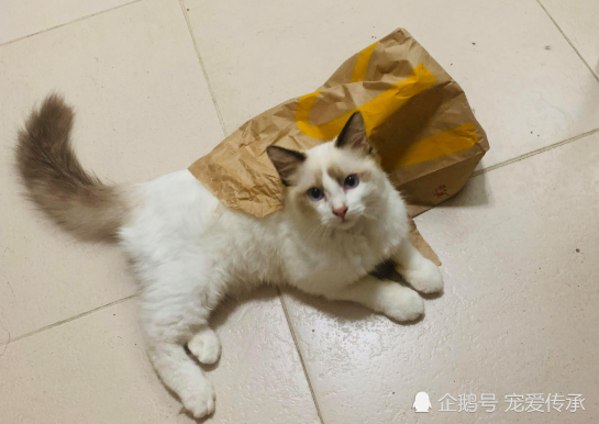 性格最像狗狗的一种猫 不但亲人 而且喜欢的玩具也与狗狗相似 腾讯新闻