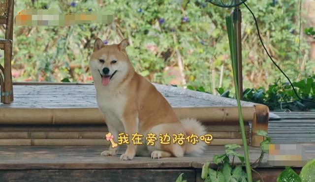 《向往》开播四季,区分小h和小o仅靠体型,其实这个特征更明显