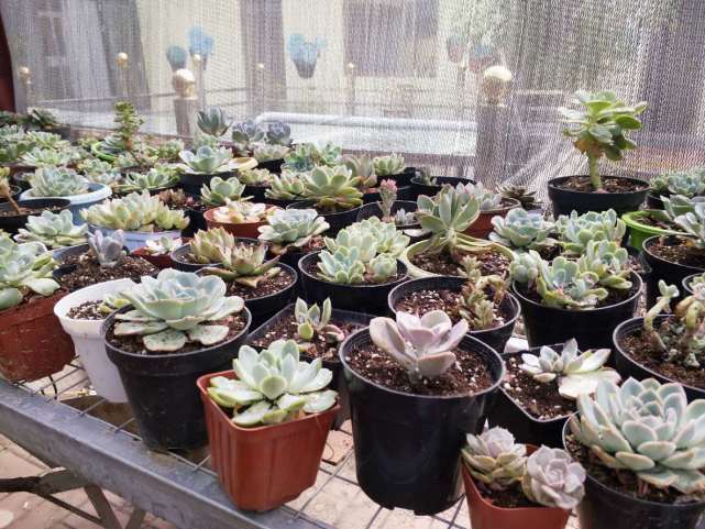 多肉淋雨之后要怎么做 做好这几点 多肉再也不用担心雨季 多肉