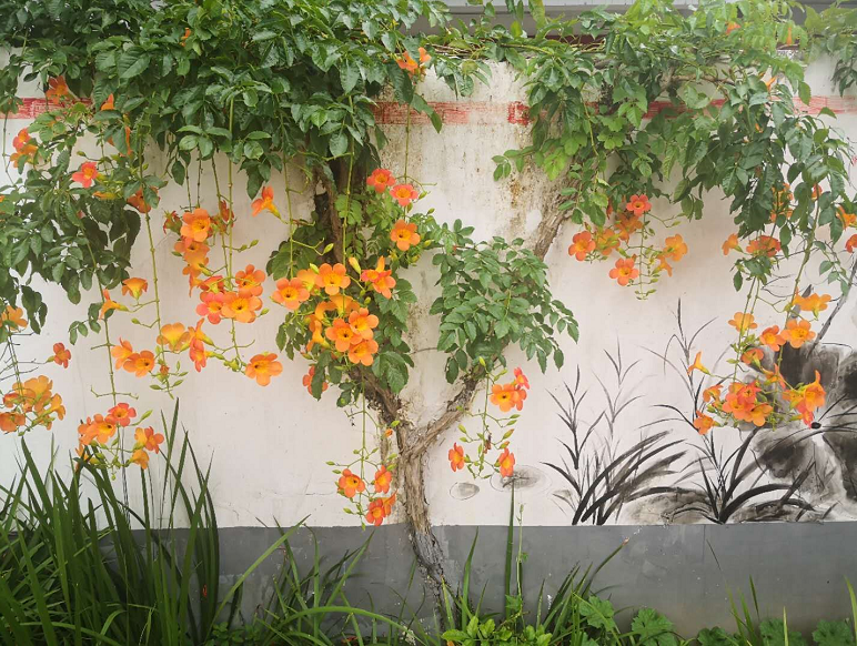 看韶关始兴这个村里的墙中花墙中画