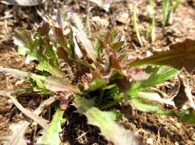 农民野草晒干泡水有很多作用,以前喂猪现在一斤10元,人工可种吗